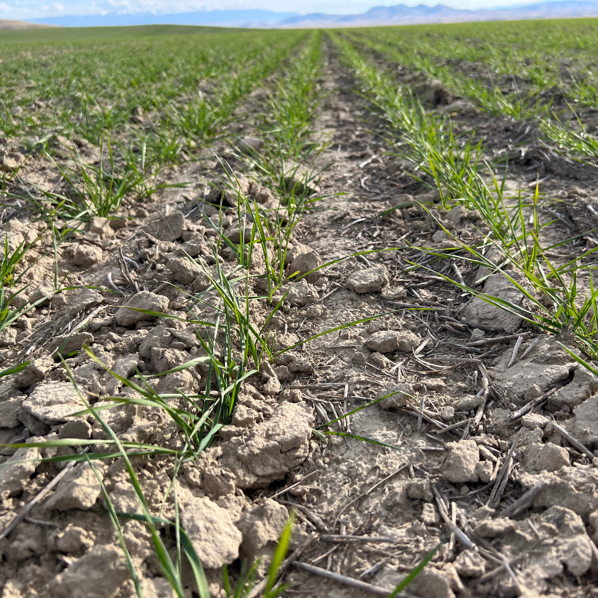 Regenerative White Whole Wheat Flour