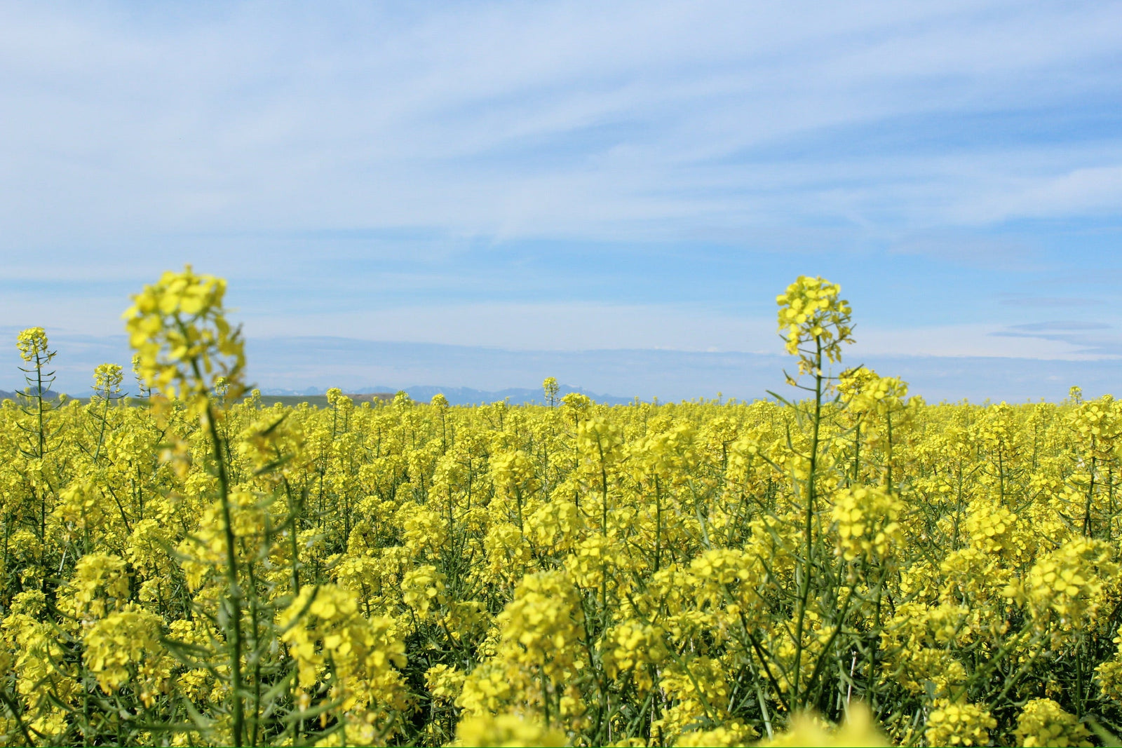 Gourmet Yellow Mustard Recipe
