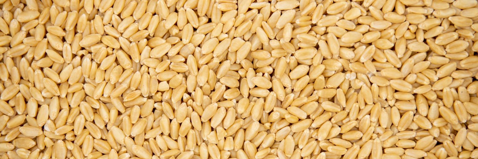 Wheat Berries