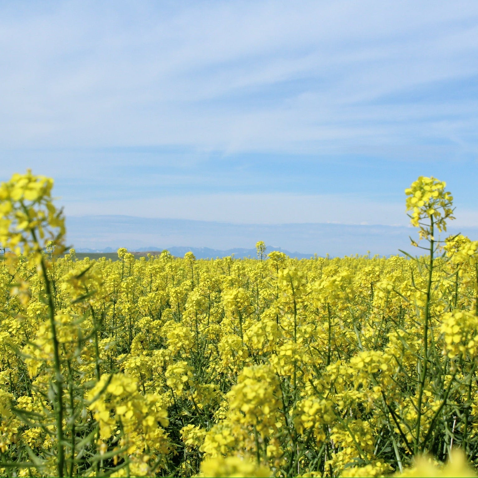 yellow mustard seed plant Regenerative Yellow Mustard Seed