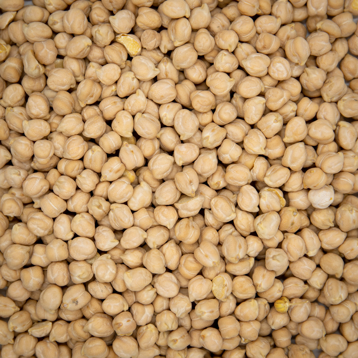 Chickpea Garbanzo Beans