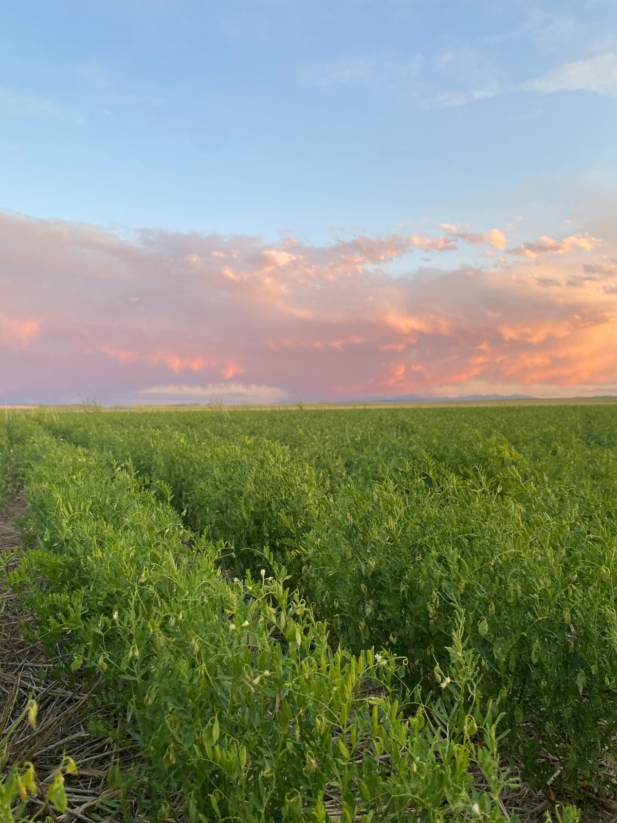 Regenerative Green Lentils