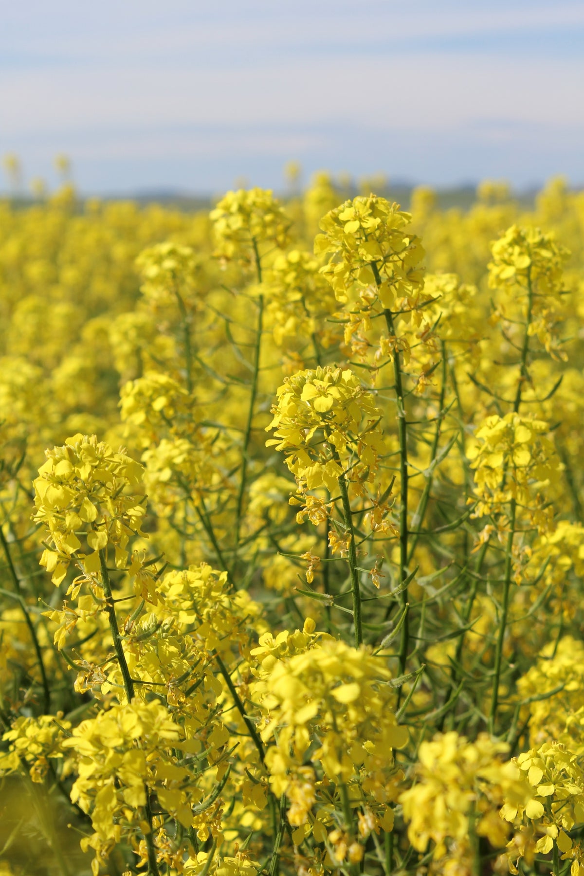 Regenerative Yellow Mustard Seed