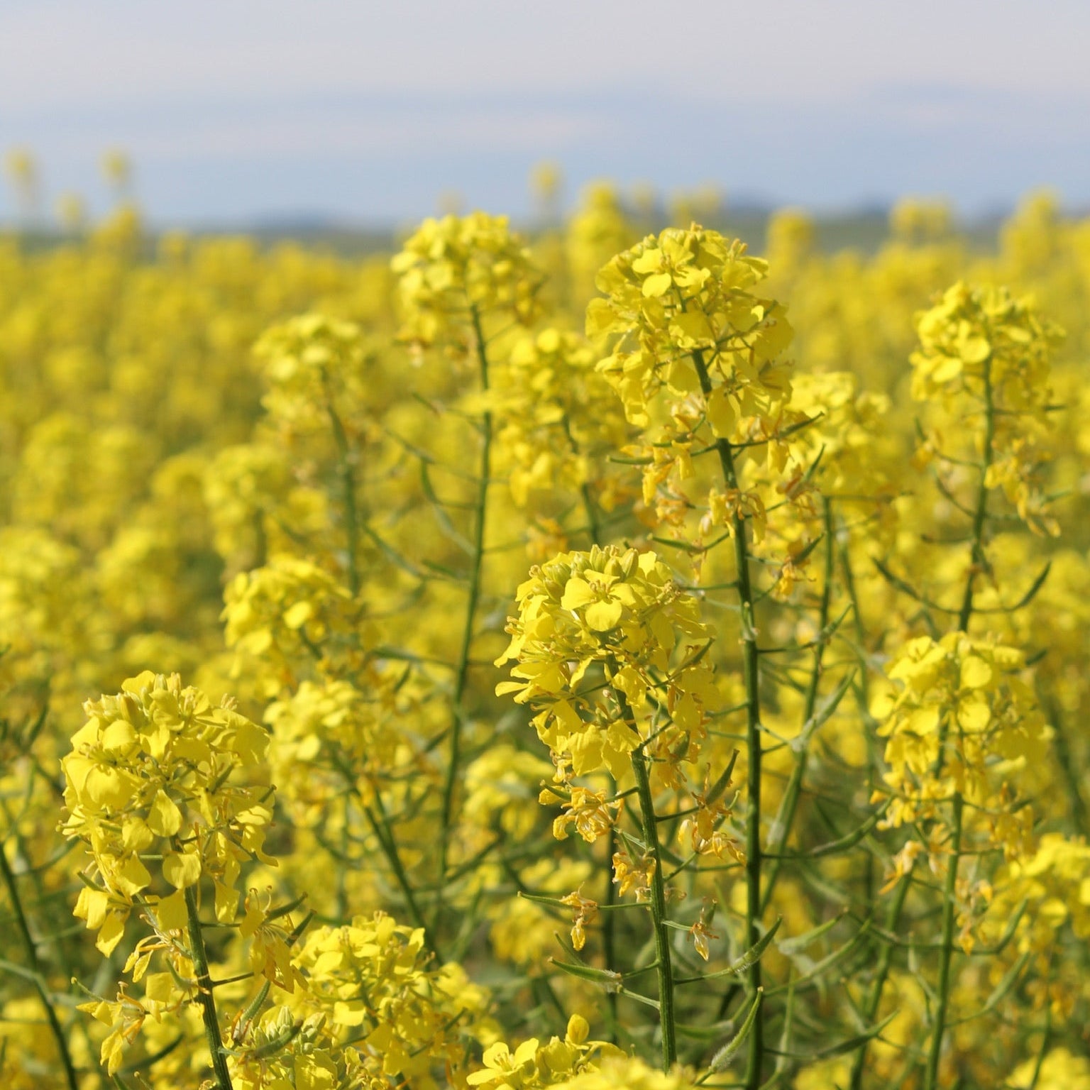 mustard seed plant pictures Regenerative Yellow Mustard Seed