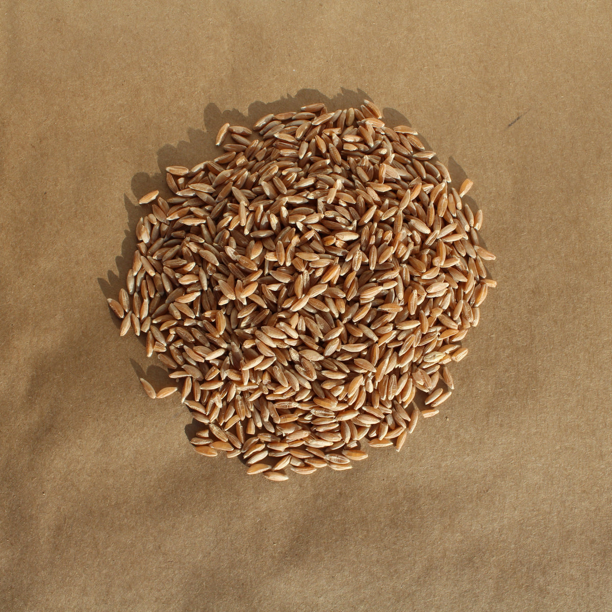 Regenerative Emmer Farro Wheat Berries