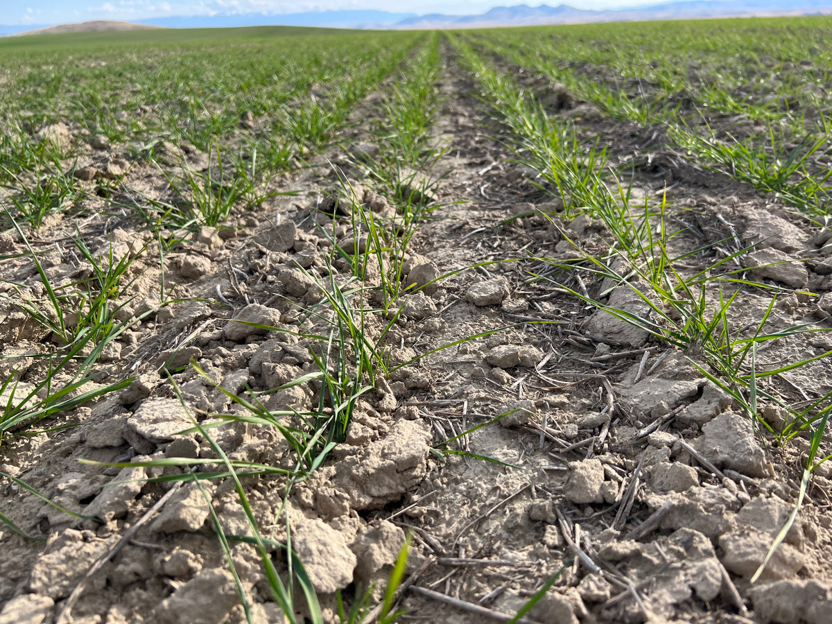 Hard White Wheat Berries