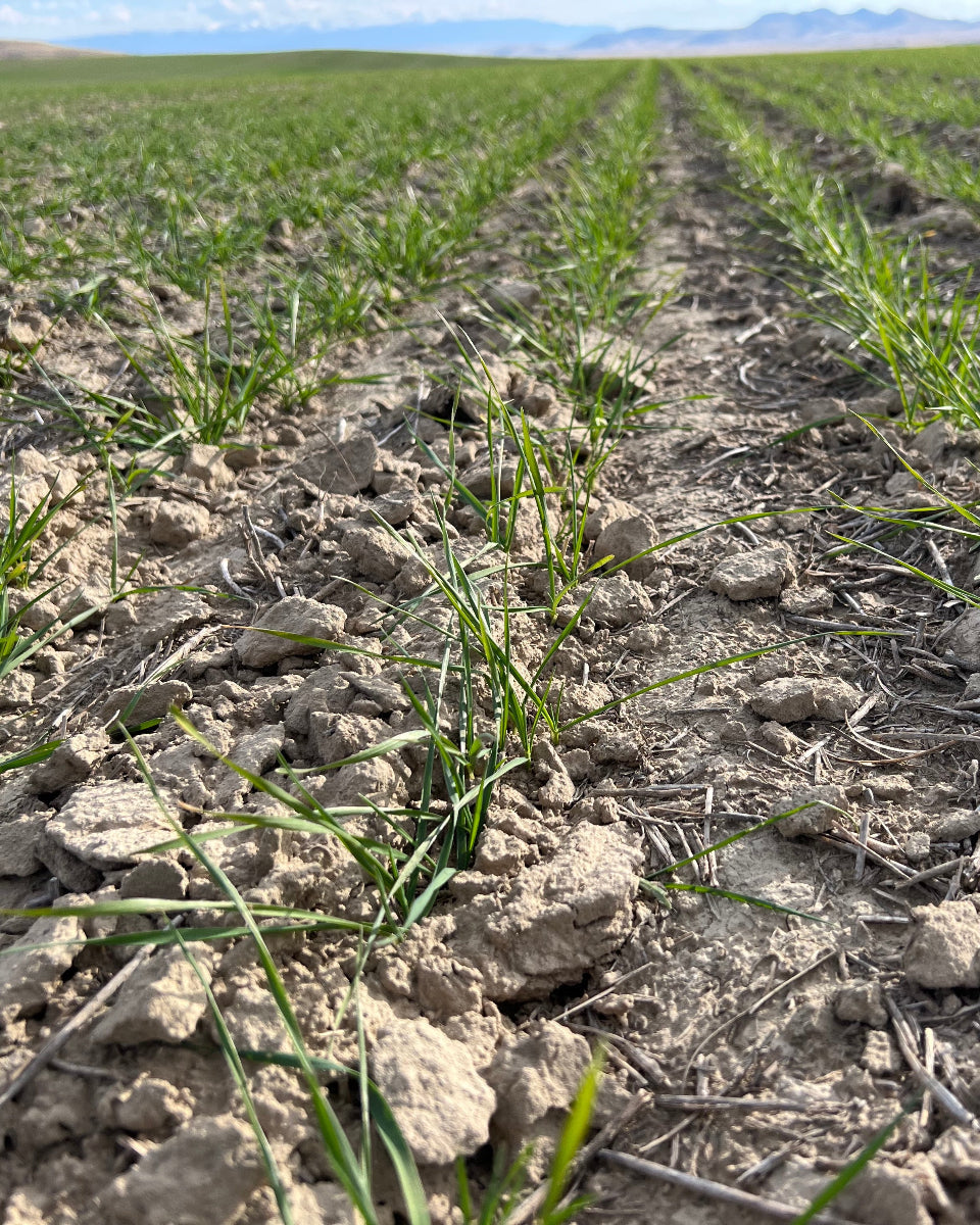 Shop Hard White Wheat Berries Living Sky Grains