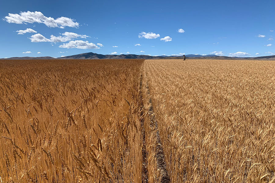 Rouge de bordeaux wheat next to regular wheat
