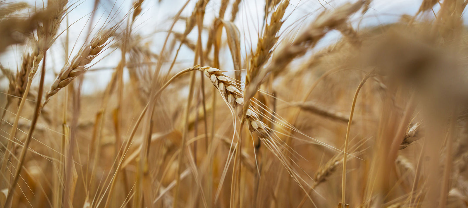 Close up wheat berries