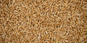 Hard Red Wheat Berries